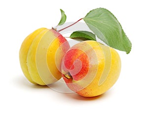 Fresh cut apricot fruits isolated