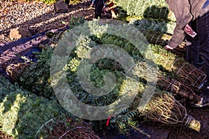 Fresh cut baled Christmas trees on a tree farm waiting for their owner to pick up.