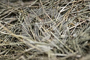 FRESH CUT BALED HAY BACKGROUND