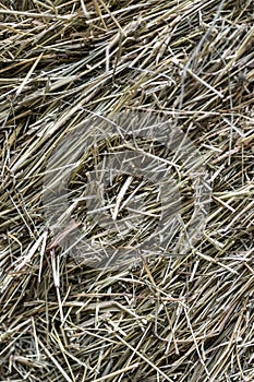 FRESH CUT BALED HAY BACKGROUND