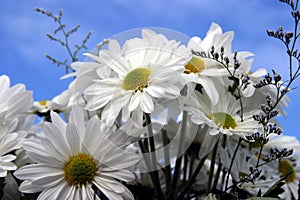 Fresh cut daisies (Asteraceae) with a blue sky