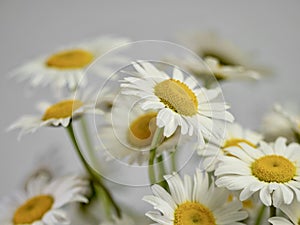 Fresh cut daisy wildflowers up close in a macro photography shot against a white background.  White and yellow flowers