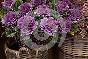 Fresh cut decorative brassica oleracea or flowering kales in winter garden shop.