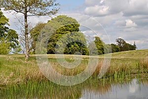 Fresh cut fairway on a parkland course photo