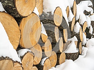 Fresh cut firewood bundle under snow half side view