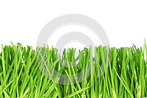 Fresh cut grass