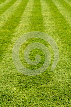 Fresh cut grass lawn with stripes