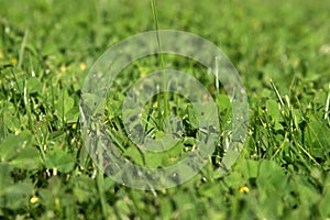 Fresh cut green grass close up for backgrounds