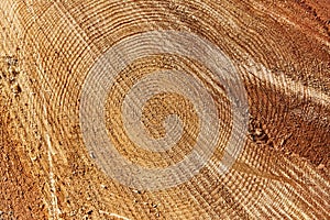 Fresh cut log detail. Deforestation. Nature background. Timber