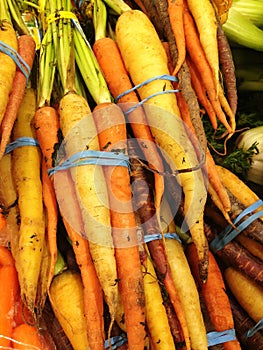 Fresco ridurre una carota 