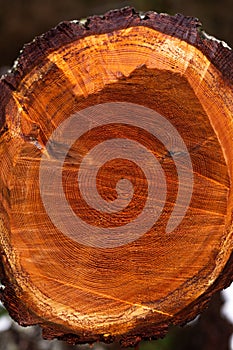 Fresh cut tree in a forest texture