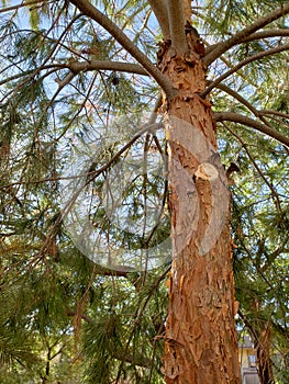 Fresh cut on pine tree