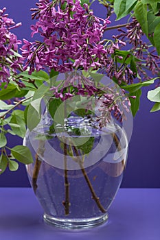Fresh cut Purple Lilac Flowers in clear glass vase on purple. Syringa vulgaris.