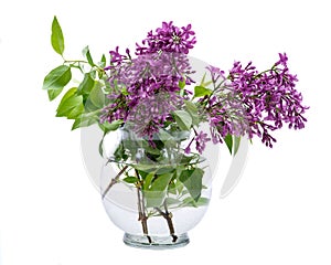 Fresh cut Purple Lilac Flowers in clear glass vase on white. Syringa vulgaris.