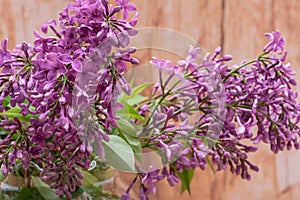Fresh cut Purple Lilac Flowers in clear glass vase on wood. Syringa vulgaris.