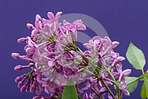 Fresh cut Purple Lilac Flowers on purple. Syringa vulgaris.