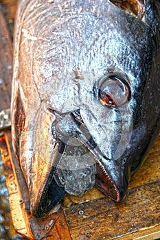 Fresh cut tuna in Tsukiji, Tokyo