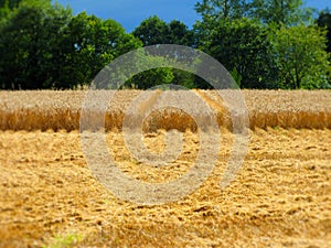 Fresh cut wheat field