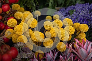 Fresh cut yellow flowers Craspedia from the daisy family commonly known as billy buttons and woollyheads