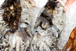 Fresh cuttlefish at the market