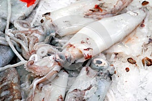 Fresh cuttlefish on the stall of a fishmonger