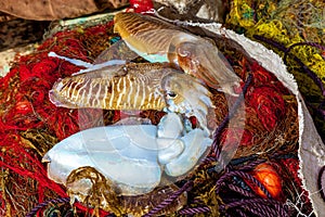 Fresh cuttlefishes on fishing nets