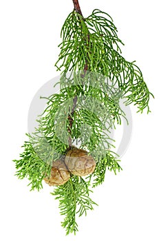 Fresh cypress branch with cones isolated on white