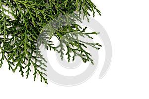 Fresh cypress branch isolated on white background