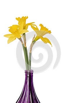 Fresh daffodils from the garden in purple glass vase. Isolated on white.