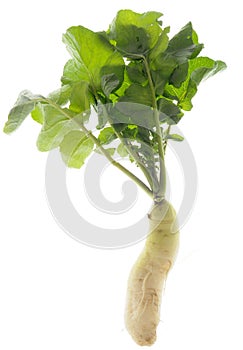 Fresh Daikon Radish