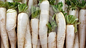 Fresh daikon radish. Daikon root plant. Fresh vegetables.