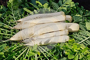 Fresh daikon radish harvest