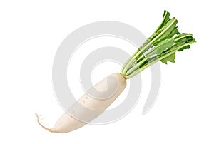 Fresh Daikon radish on white