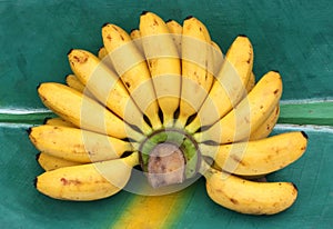 Fresh dainty bananas on a banana leaf. photo