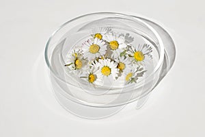 Fresh daisies in petri dish, white background