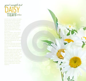 Fresh daisy background photo