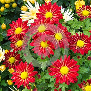 Fresh daisy flowering with water drop