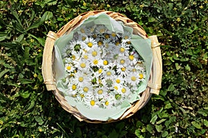 Fresh daisy flowers (Bellis perennis)