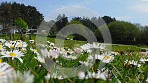 Fresh Daisy`s on the lake side photo