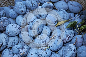 Fresh Damson plums