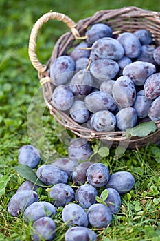 Fresh damson plums (Prunus insititia)