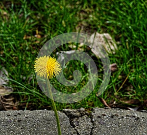 Fresh dandelion closeup in Morarilor Park