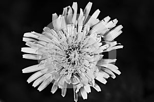 Fresh Dandelion Flower in Black Background