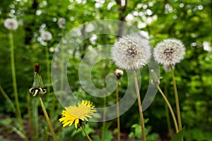 Fresh dandelion flowers and fluffy seeds in a spring meadow