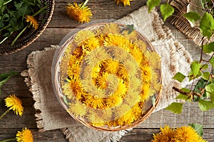 Fresh dandelion flowers harvested in spring in a basket on a wooden table, top view