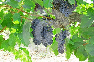 Fresh dark black ripe grape on green leaf under sunlight at the havest season, planting in organic vineyard