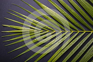 Dark green of palm leaf with water drop on black stone board