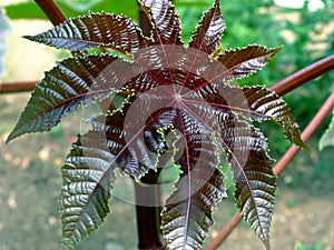 Fresh dark red and green castor oil plant leaf with blurry background