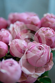 fresh dark red roses close up texture