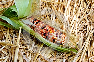 Fresh Decorative Indian Corn